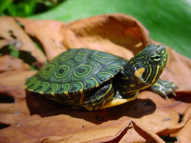 Породы черепах в Боровске | ЗооТом портал о животных