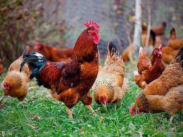 Породы куриц | ЗооТом - продажа, вязка и услуги для животных в Боровске