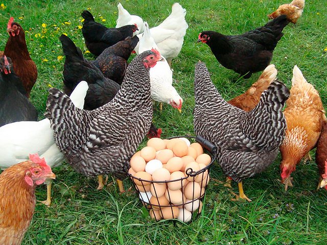 Содержание кур и уход за ними | ЗооТом - продажа, вязка и услуги для животных в Боровске