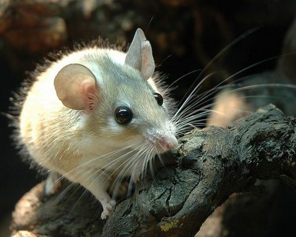Все о мышах в Боровске | ЗооТом - продажа, вязка и услуги для животных в Боровске