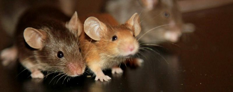 Все о мышах в Боровске | ЗооТом - продажа, вязка и услуги для животных в Боровске