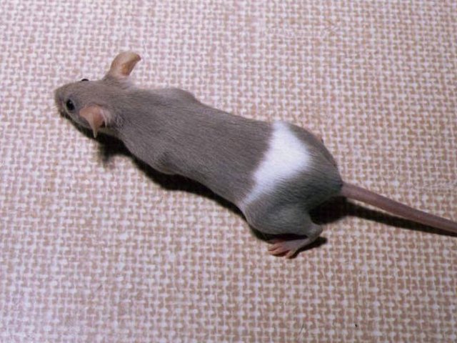 Породы мышей | ЗооТом - продажа, вязка и услуги для животных в Боровске