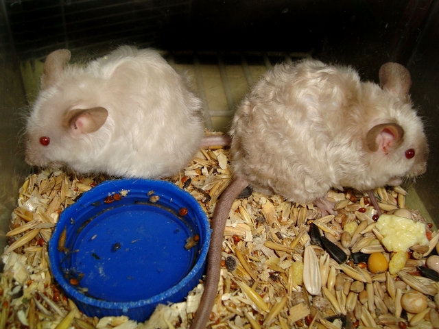 Породы мышей | ЗооТом - продажа, вязка и услуги для животных в Боровске