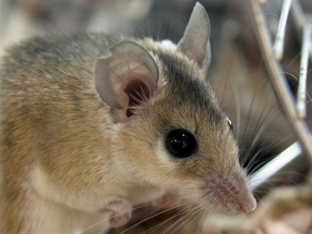 Содержание мышей и уход за ними в Боровске | ЗооТом - продажа, вязка и услуги для животных в Боровске