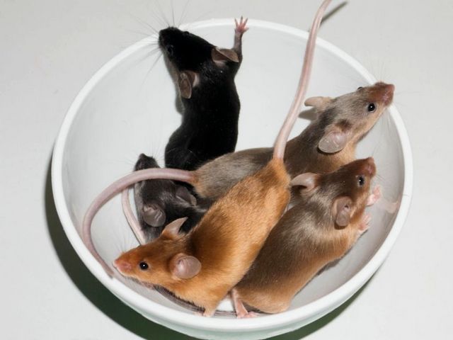 Содержание мышей и уход за ними в Боровске | ЗооТом - продажа, вязка и услуги для животных в Боровске