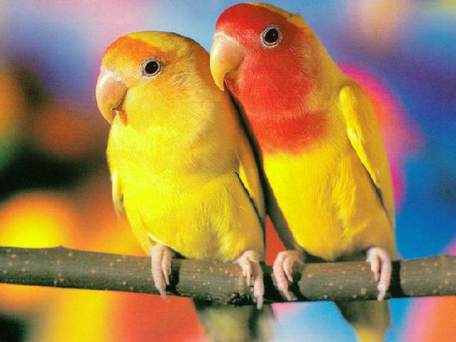 Породы попугаев | ЗооТом - продажа, вязка и услуги для животных в Боровске