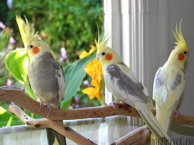 Содержание попугаев и уход за ними | ЗооТом - продажа, вязка и услуги для животных в Боровске