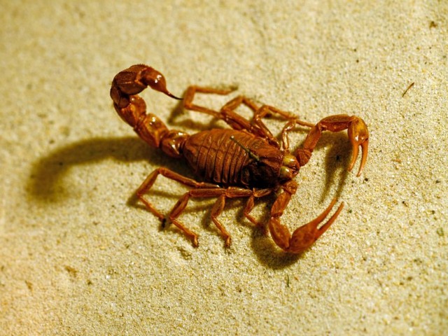 Породы скорпионов в Боровске | ЗооТом портал о животных