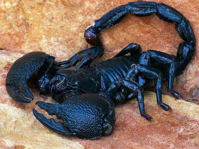 Все о скорпионах в Боровске | ЗооТом портал о животных
