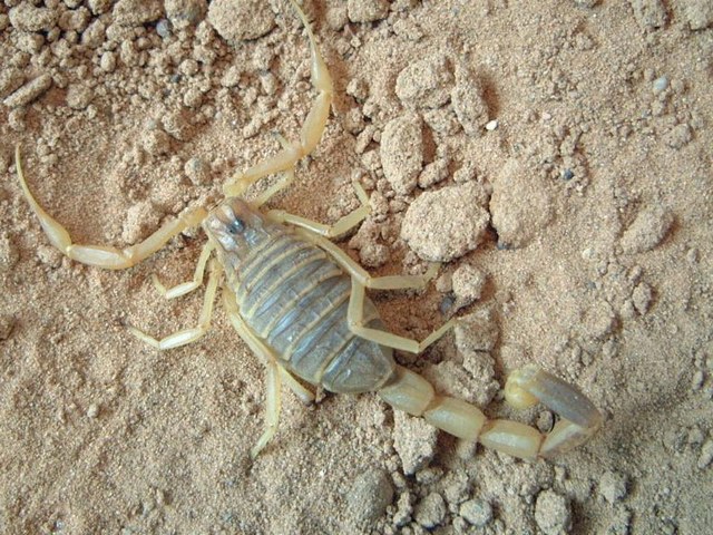 Содержание скорпионов и уход за ними в Боровске | ЗооТом портал о животных
