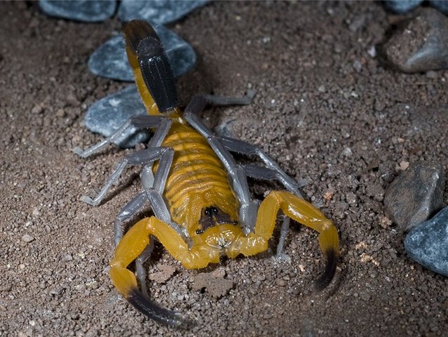 Содержание скорпионов и уход за ними в Боровске | ЗооТом портал о животных