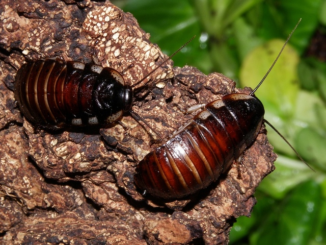 Породы тараканов в Боровске | ЗооТом портал о животных