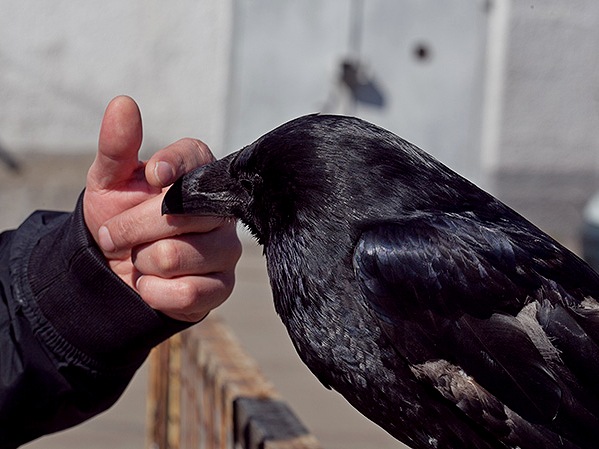 Содержание ворон и уход за ними | ЗооТом - продажа, вязка и услуги для животных в Боровске