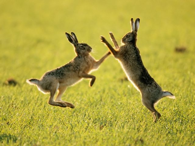 Породы зайцев | ЗооТом - продажа, вязка и услуги для животных в Боровске