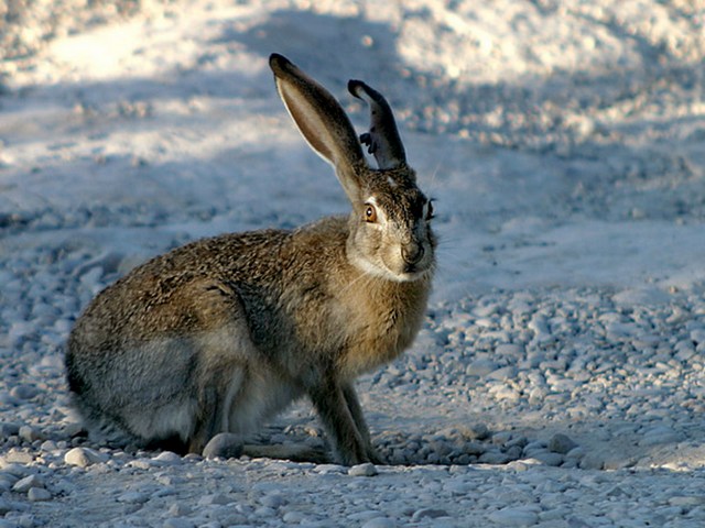 Породы зайцев | ЗооТом - продажа, вязка и услуги для животных в Боровске