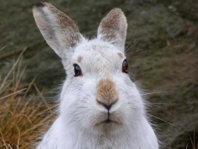 Содержание зайцев и уход за ними | ЗооТом - продажа, вязка и услуги для животных в Боровске