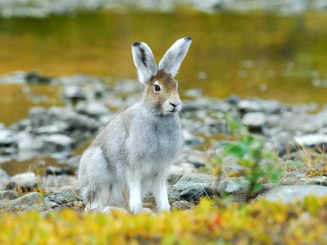 Содержание зайцев и уход за ними | ЗооТом - продажа, вязка и услуги для животных в Боровске