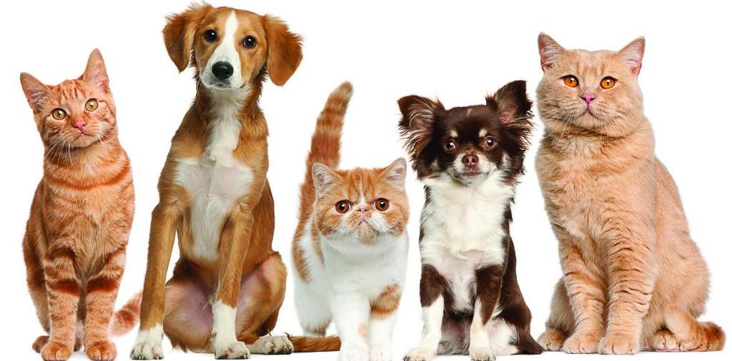 Доска объявлений о животных | ЗооТом - продажа, вязка и услуги для животных в Боровске