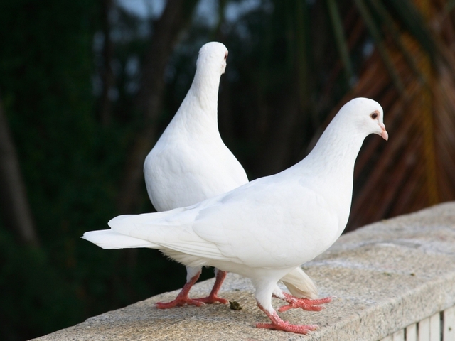 Все о голубях | ЗооТом - продажа, вязка и услуги для животных в Боровске