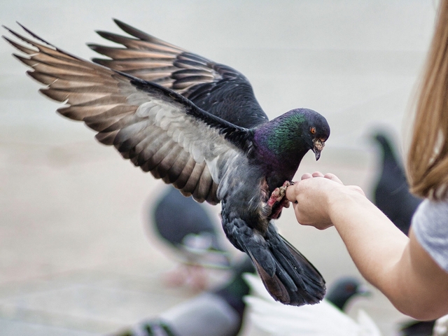 Все о голубях | ЗооТом - продажа, вязка и услуги для животных в Боровске