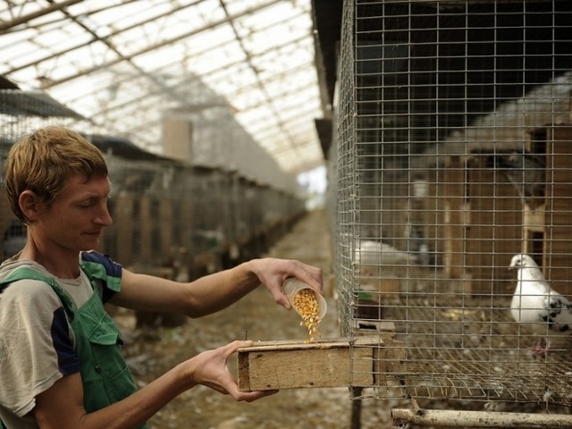 Содержание голубей и уход за ними | ЗооТом - продажа, вязка и услуги для животных в Боровске