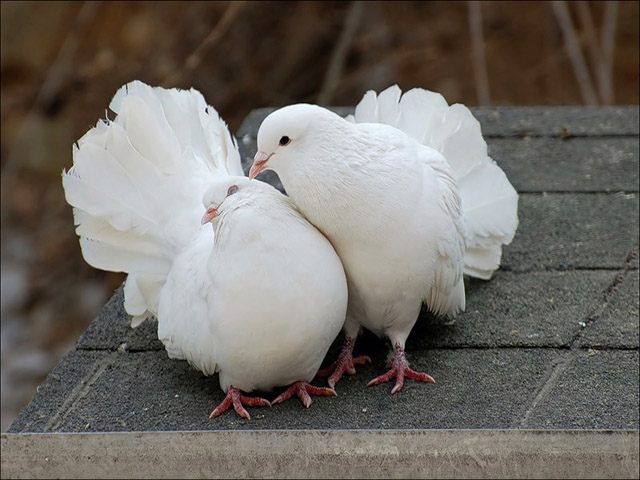 Содержание голубей и уход за ними в Боровске