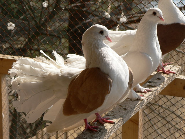 Содержание голубей и уход за ними в Боровске