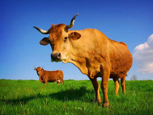 Все о коровах в Боровске | ЗооТом портал о животных