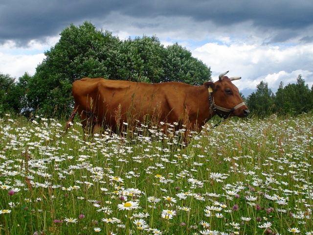 Все о коровах в Боровске | ЗооТом портал о животных