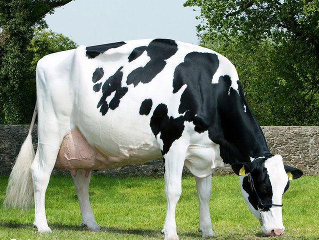 Породы коров в Боровске | ЗооТом портал о животных