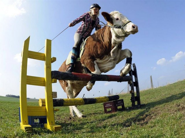 Статьи о коровах в Боровске | ЗооТом портал о животных