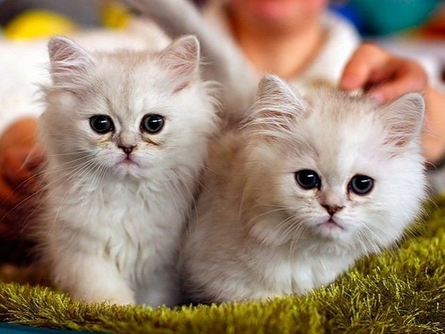 Породы кошек в Боровске | ЗооТом портал о животных