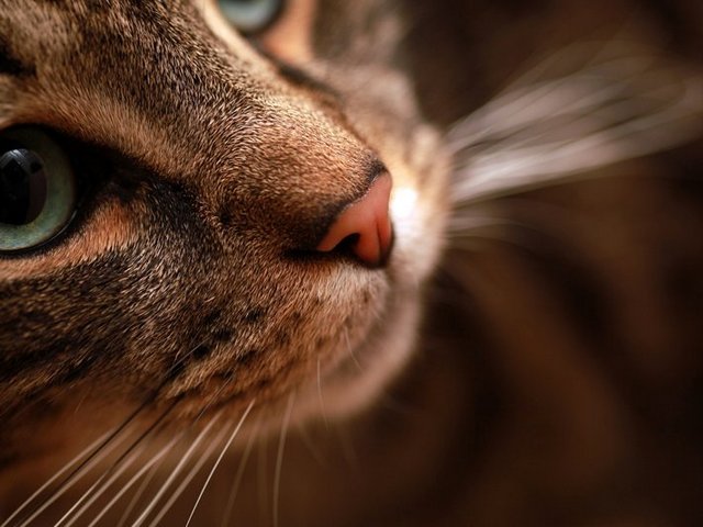 Статьи о кошках в Боровске | ЗооТом портал о животных