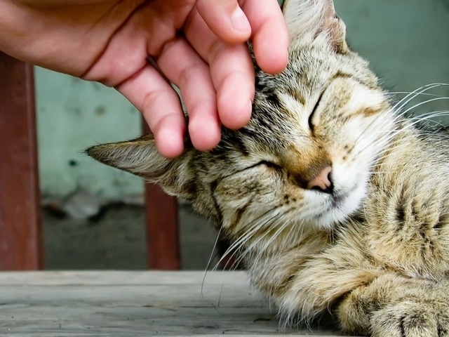 Интересные статьи о кошках в Боровске | ЗооТом портал о животных