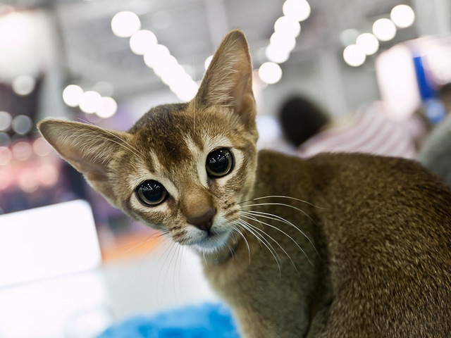 Выставки кошек в Боровске | ЗооТом портал о животных