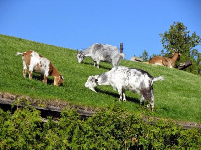 Все о козах в Боровске | ЗооТом портал о животных