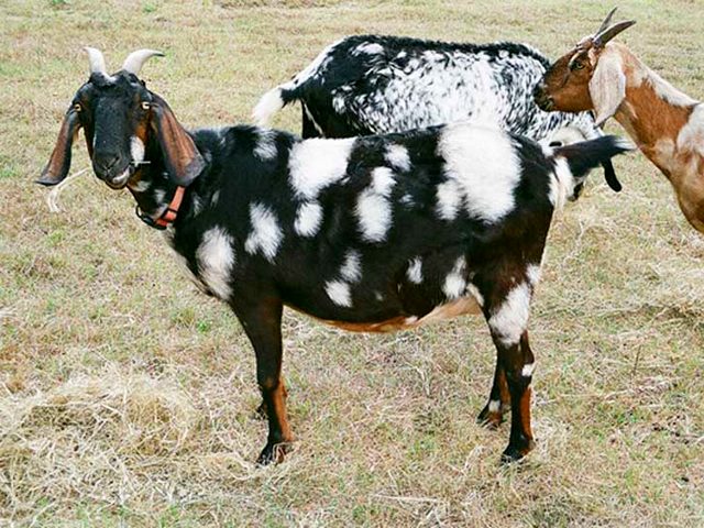 Породы коз в Боровске | ЗооТом портал о животных