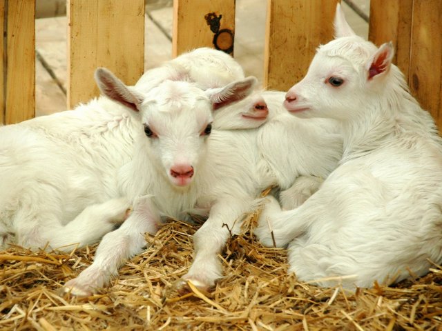 Содержание коз и уход за ними в Боровске | ЗооТом портал о животных