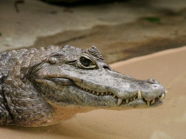 Все о крокодилах в Боровске | ЗооТом портал о животных
