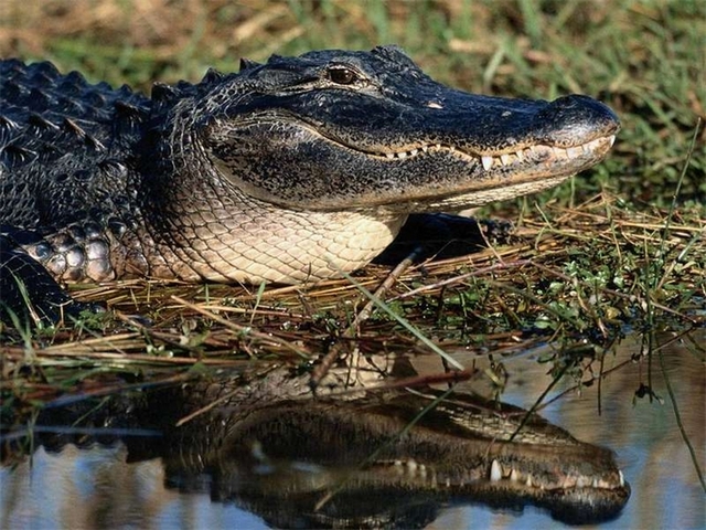 Породы крокодилов в Боровске | ЗооТом портал о животных