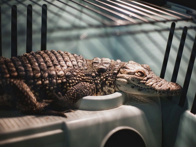 Содержание крокодилов и уход за ними в Боровске | ЗооТом портал о животных