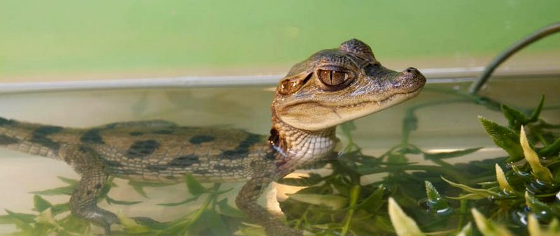 Содержание крокодилов и уход за ними в Боровске | ЗооТом портал о животных