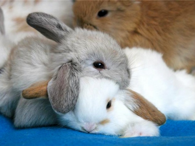 Статьи о кроликах в Боровске | ЗооТом портал о животных