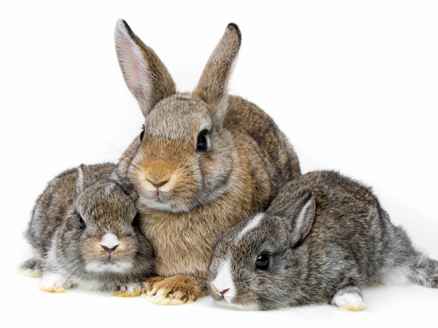 Все о кроликах в Боровске | ЗооТом портал о животных