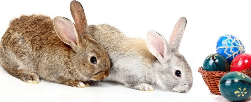 Все о кроликах в Боровске | ЗооТом портал о животных