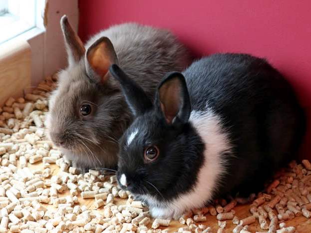 Содержание кроликов и уход за ними в Боровске | ЗооТом портал о животных