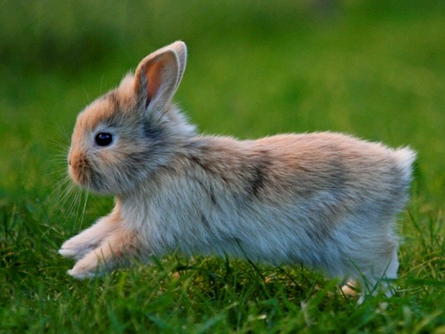 Статьи о кроликах в Боровске | ЗооТом портал о животных