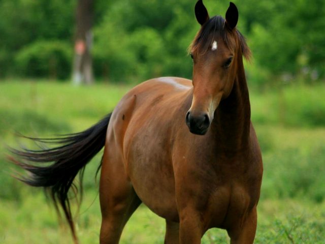 Содержание лошадей и уход за ними в Боровске | ЗооТом портал о животных