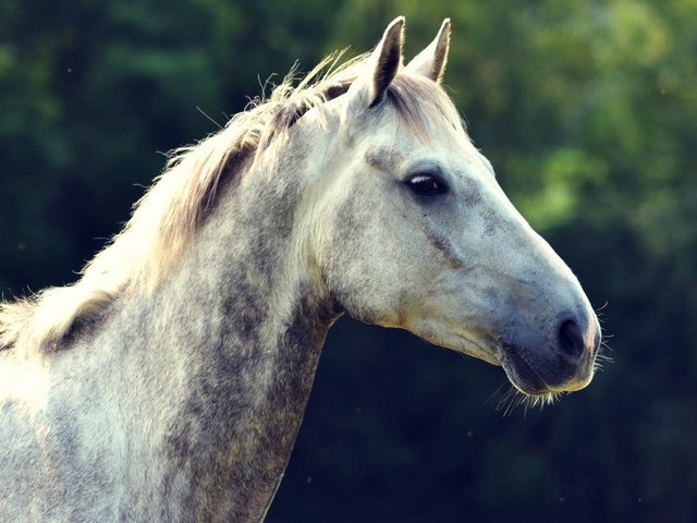 Уход за лошадьми в Боровске | ЗооТом портал о животных