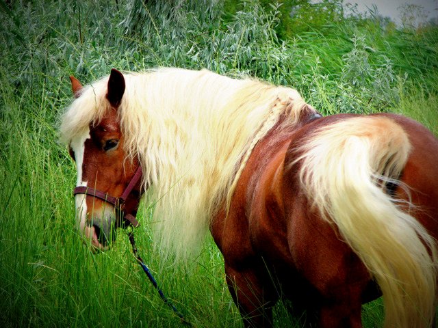 Породы лошадей в Боровске | ЗооТом портал о животных